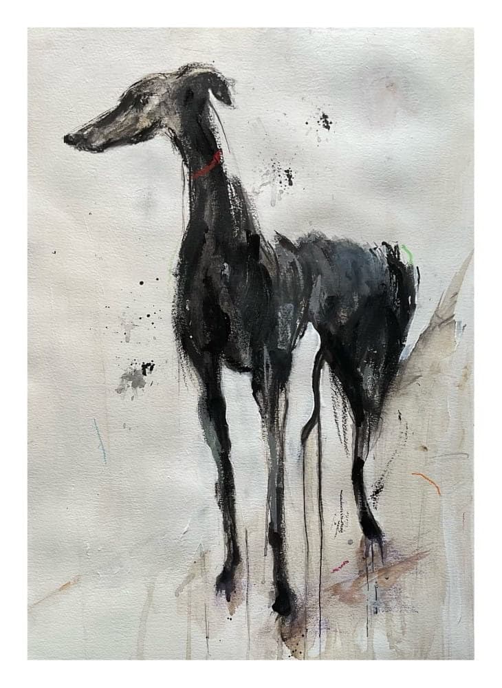 Galgo
